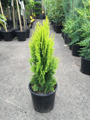 Thuja Morganii Bookleaf Conifer 140mm.jpg