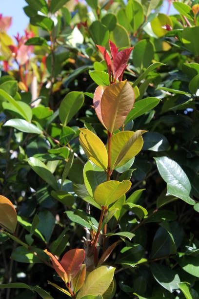 close up of leaves on a lilly pi.jpg