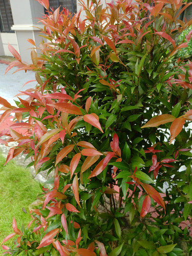 Syzygium myrtifolium scaled.jpg