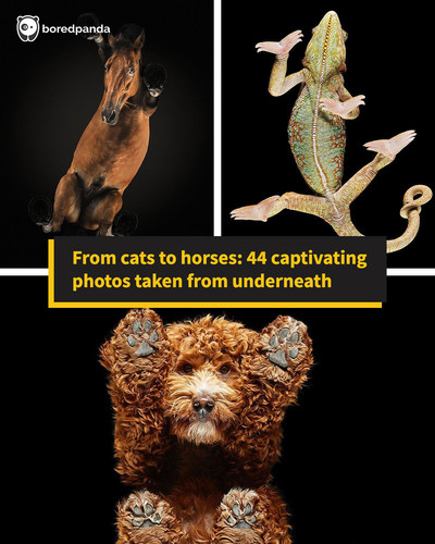 underlook animal photography andrius burba.jpg