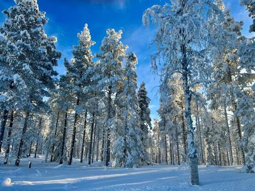 Snow covered pines rise from the snowy tundra and light reflects off the trees in this winter wonder.jpg
