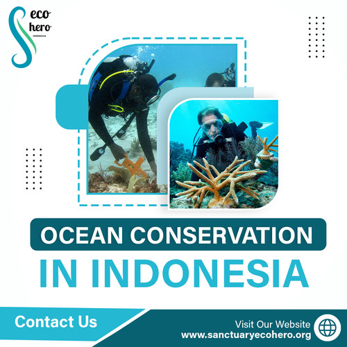 Ocean Conservation in Indonesia.jpg