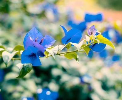 no perennial yes live exoticblue (1).jpg