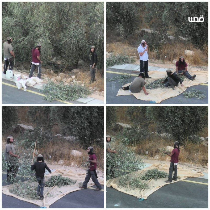 مستوطنون يقتحمون أراضي الفلسطينيين في وادي سعير شمال الخليل ويقومون بسرقة محصول الزيتون....