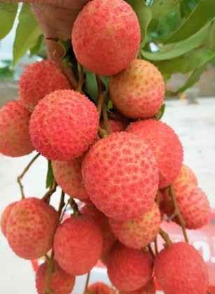 cloud farm special sweet hybrid (1).jpg