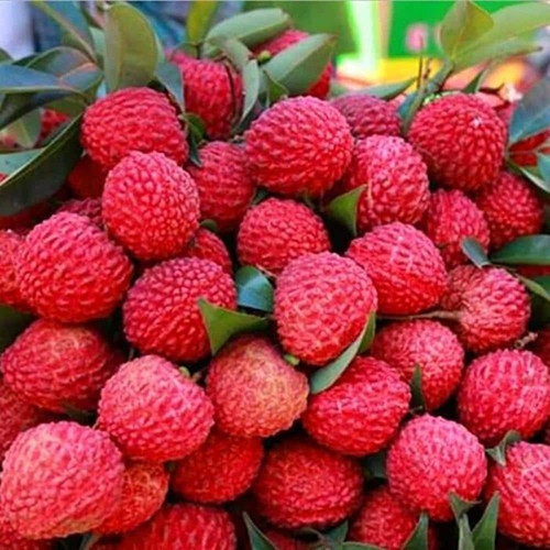 platone litchi plant new p3 ea 1.jpg