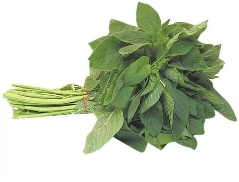 500 amaranthus chol 103 hmr orig.jpg