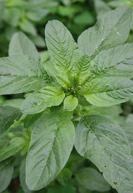500 amaranthus chol 03 hmr origi.jpg