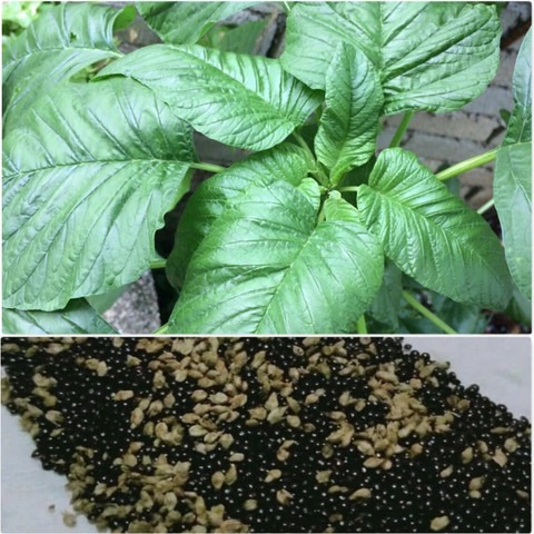 1000 amarn 184 green seeds amara.jpg
