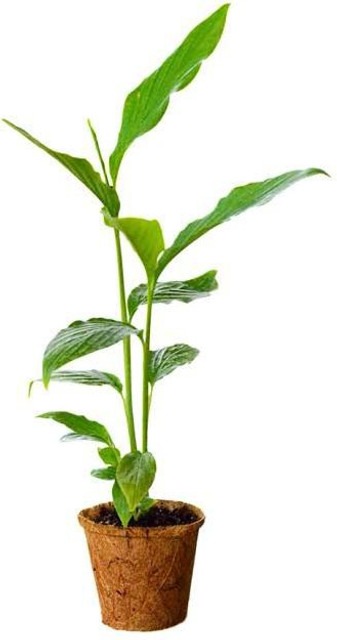 choti elaichi 1 healthy plant or.jpg