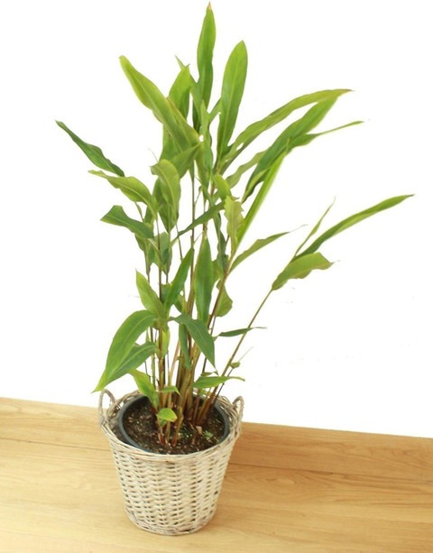 50 xlr 74 badi elaichi black car.jpg