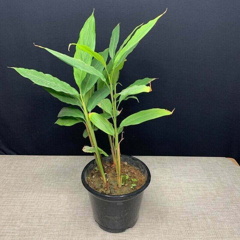 no perennial yes one live hybrid.jpg