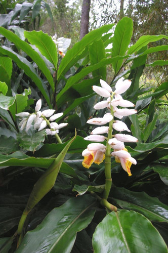 Alpinia mutica (False Cardomom Ginger) Bamboo Land Nursery QLD Australia.jpg