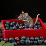 www.naked-ai.art - A red box of blue berries with a rat dancing inside
