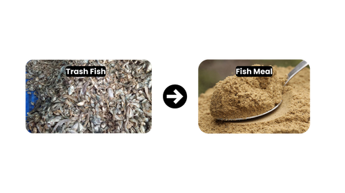 Ikan Rucah.png