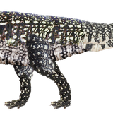 Giganotosaurus