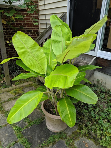 Banana plant.jpg