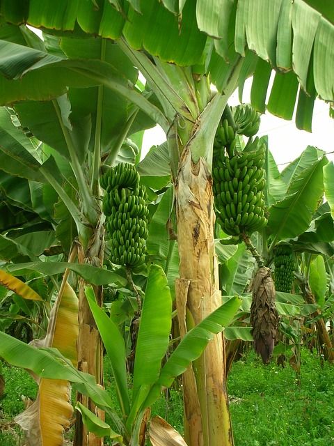 Bananas Banana Trees Free photo on Pixabay.jpg