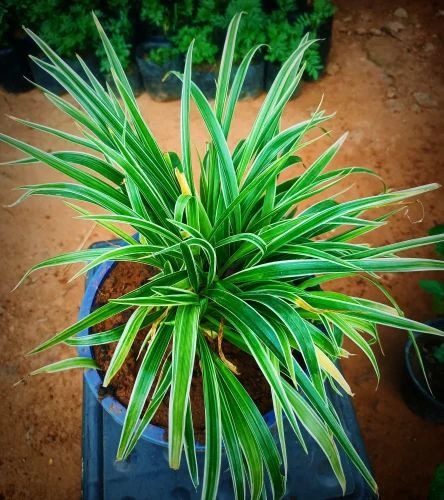 sajana plant 500x500.jpg