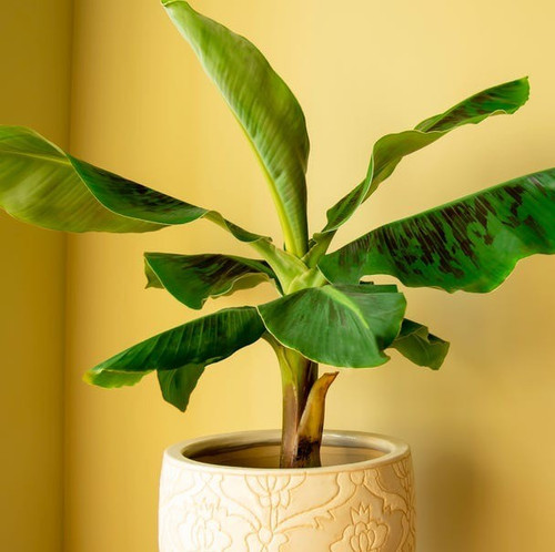 banana musa plant in pot royalty.jpg