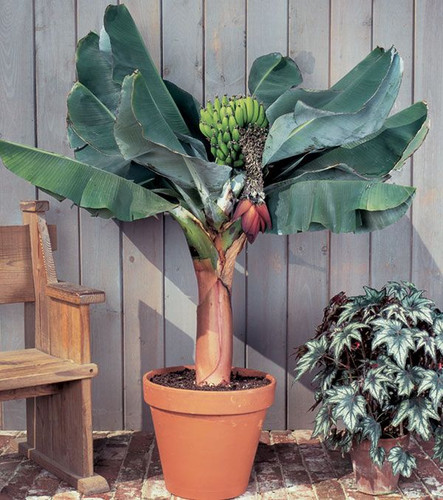 Banana Tree Plants for Sale How to Grow and Care for Musa Banana.jpg