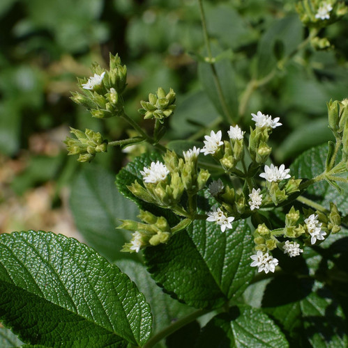 stevia flowers against rose leaves 2796854 1920.jpg