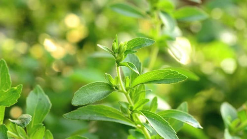stevia tree.jpg