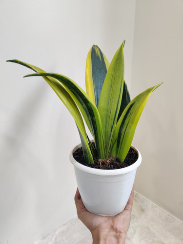 robust giant sansevieria indoor.jpg