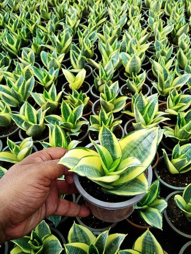 sansevieria golden.jpg