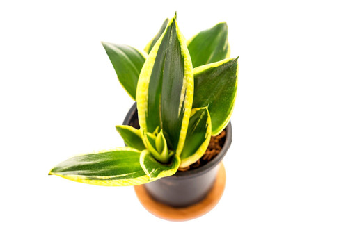 golden snake plant inntinn in 1.jpg