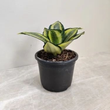 sansevieria trifasciata golden i.jpg