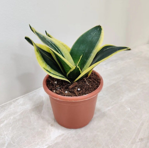 snake plant golden dwarf jade lo.jpg