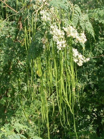 4000 am900 shop 360 garden origi.jpg