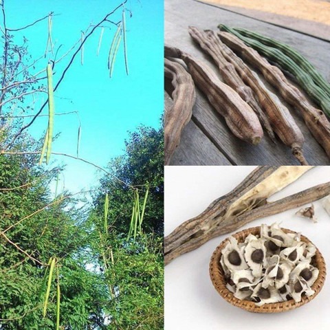 15 moringa short drum stick saij.jpg
