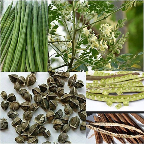 45 moringa seeds jkfarm original.jpg