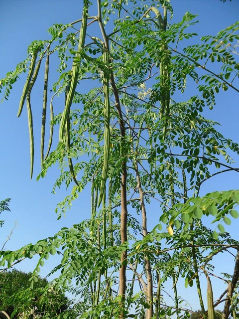 5 moringa drumstick saijan seeds.jpg