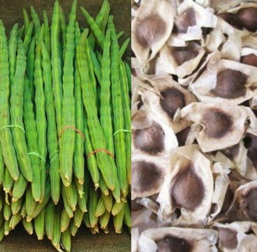 200 moringa 139 verl original im.jpg