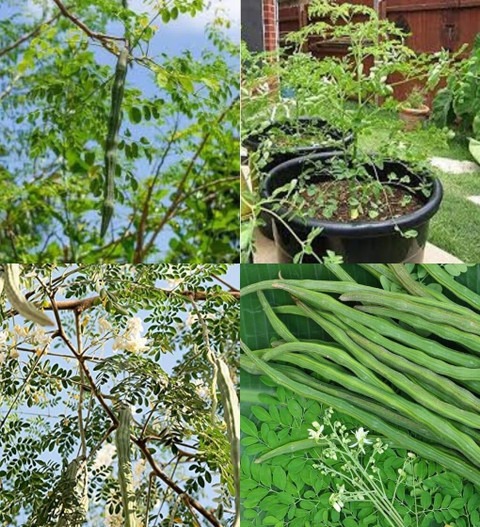 34 drumstick seeds hybrid biij i.jpg