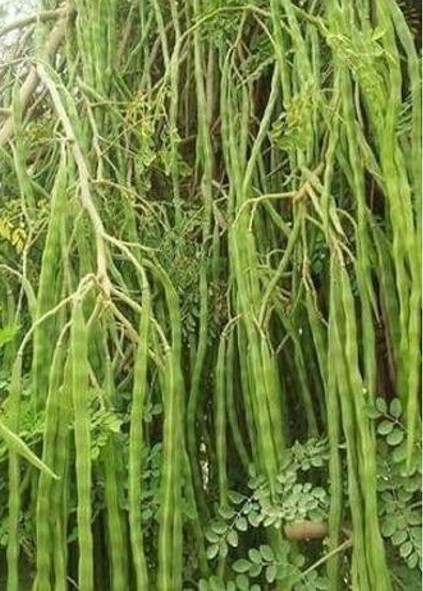 70 70 seed mor13 sjeme original.jpg