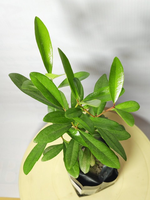 no annual yes all spice plant wi.jpg