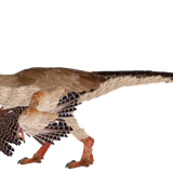 Eoraptor