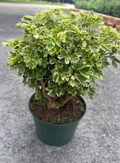 yes biennial no ming aralia live.jpg