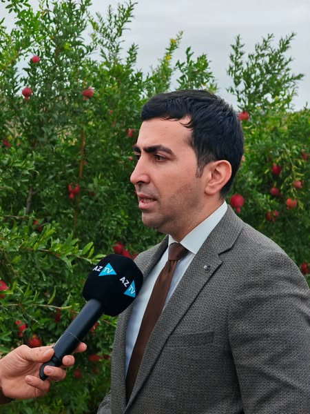 554984805 24568205182806914 8874460592055161612 n.jpg?stp=dst jpg s600x600 tt6& nc cat=107&ccb=1 7& .jpg