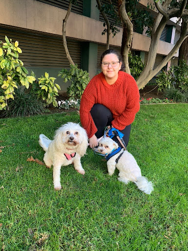 Dog Walking Services.jpg