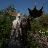 008 Thrandui on Elk