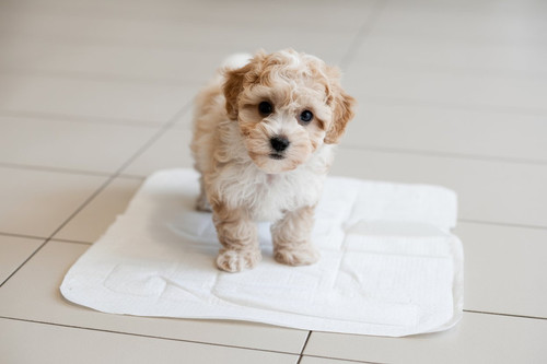 szO0ePtOSDuYIn2f04nB w.jpg