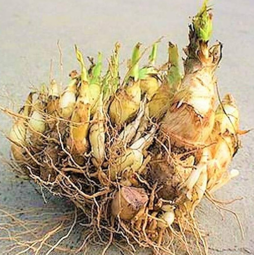 51ip052sV1L. UF1000,1000 QL80.jpg