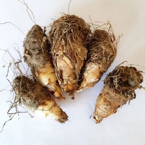 tuberose 2 500x500.jpg