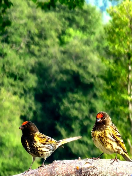 552379389 1209444021226720 1892517647300081263 n.jpg?stp=dst jpg s600x600 tt6& nc cat=110&ccb=1 7& n.jpg