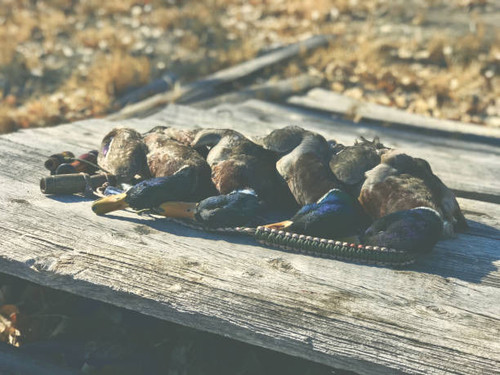 Goose Hunting Colorado - Birds and Bucks Outdoors.jpg